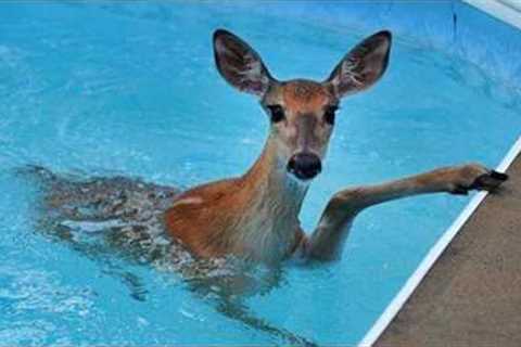 Animals Being Dramatic That Deserve an Oscar 🤣Funniest ANIMAL Videos