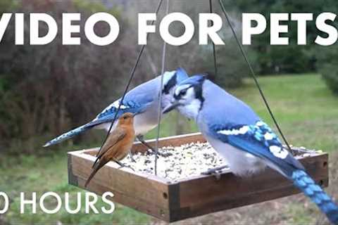 Sunday Morning Brunch for Backyard Birds, Squirrels and Chipmunks - 10 Hour Cat TV - Sept 21, 2025