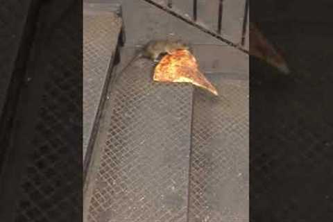 ICONIC Pizza Rat Video Turns 10 Years Old! 😮🍕🐀