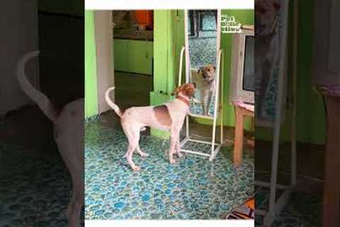 Funny Dog Barks at Own Reflection in Mirror