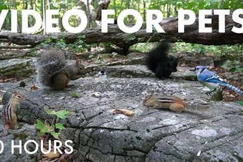 Chipmunks, Squirrels, Birds and Forest Friends - 10 Hour Cat TV for Pets to Watch - Sept 22, 2025