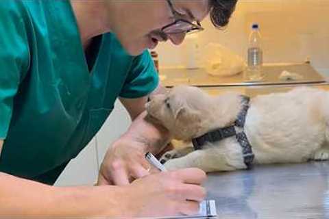 Dogs Who Make Vets Forget Their Job 🤣 Funny Dog's Reaction