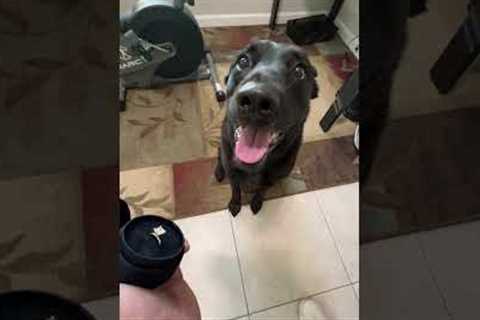 Man Shows Engagement Ring To Dog For Approval