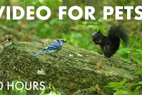 Cat TV for Pets to Watch 🐱 - 10 Hours of Beautiful Birds and Animals in the Forest - Sept 23, 2025