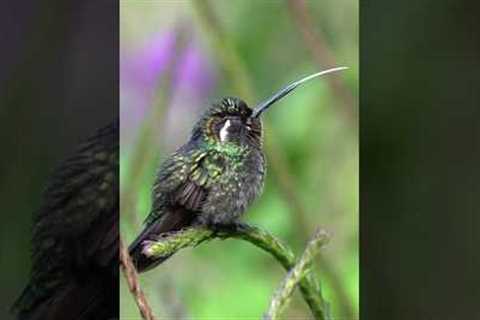 Hummingbird's tongue #nature #wildlife #hummingbird