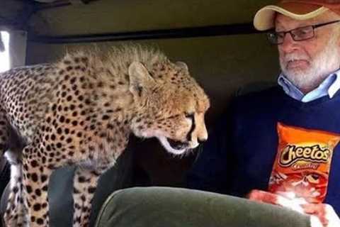 When Dangerous Animals Caught Being Friendly in an Unexpected Way 🤪