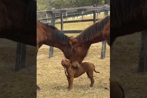 I saw two horses being so gentle with a pitbull on this farm 😍