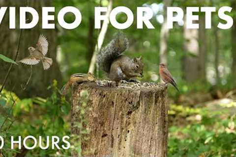 Beautiful Birds, Squirrels and Chipmunks in the Forest - 10 Hour Cat TV for Pets 🐱 - Sept 25, 2025