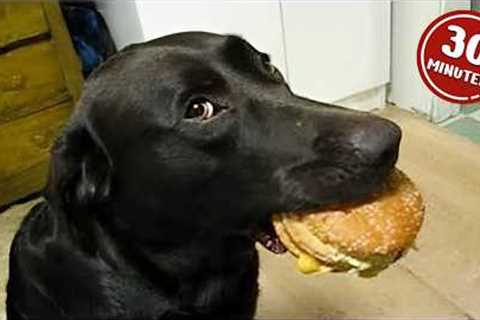 Animals Are So Funny You Will Die Laughing 😂 NEW Funny ANIMALS Video 2025 01