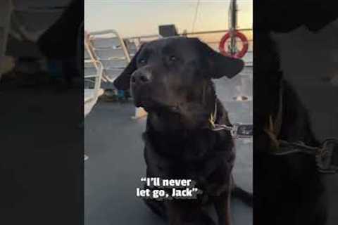 He's got the wind in his sails! 🥹💕🐕  #Dog #Cute #CuteDog