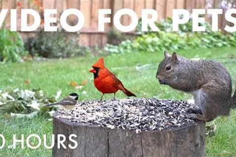 Backyard Bliss with Birds, Chipmunks and Squirrels - 10 Hour Cat TV for Pets 🐱 - Sept 26, 2025