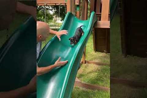 The Funniest Animal Videos Of The Decade 😹