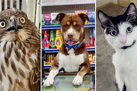 BEST Videos of the Decade 😹 | FUNNIEST Animals