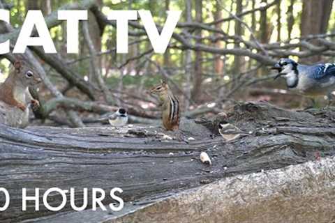 Saturday Morning Cartoons for Pets 🐱 - 10 Hour Forest Friends Edition - Sept 27, 2025