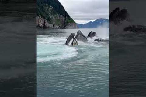 Incredible Pod of Whales Greet Boats
