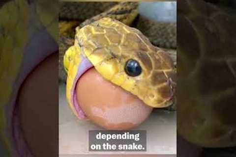 How To Properly Care for a Pet Snake | Pet Pointers