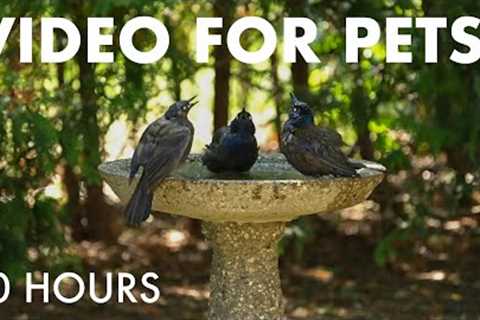 Backyard Birds Enjoying the Birdbath - 10 Hour Video for Pets and People to Watch - Sept 28, 2025