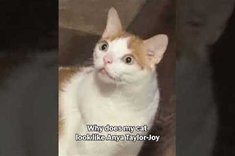 Celebrity Lookalike Cat Makes Weird Face