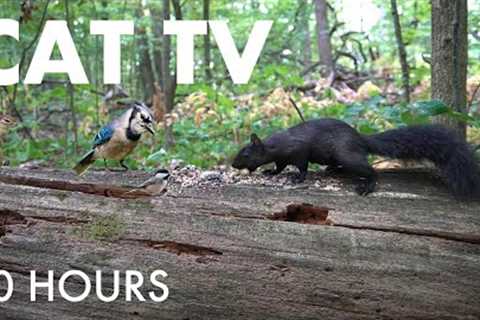 Chipmunks, Birds, Squirrels and Forest Friends - 10 Hour Cat TV for Pets to Watch 🐱 - Sept 29, 2025