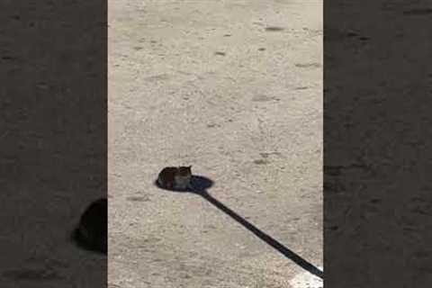 Cat Sits in Pole's Shade to Beat Heat