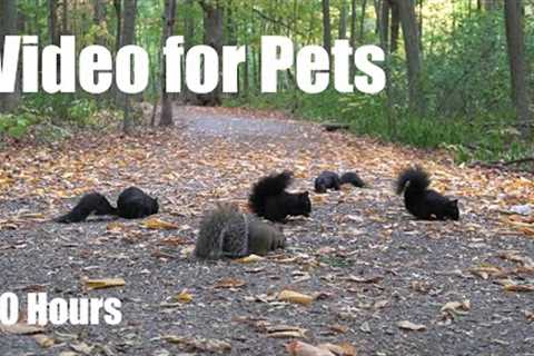 A Scurry of Squirrels in the Forest - 10 Hour Video for Pets and People to Watch - Sept 30, 2025