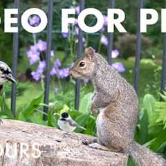 Cat TV for Pets to Watch 🐱 - 10 Hours of Backyard Chipmunks, Birds and Squirrels - Oct 01, 2025
