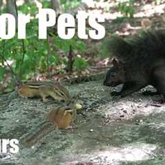 Black Squirrels, Chipmunks and Forest Friends - 10 Hour Cat TV for Pets to Watch - Oct 02, 2025