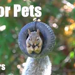 Cat TV for Pets to Watch 🐱 - 10 Hours of Backyard Bliss with Birds and Squirrels - Oct 03, 2025