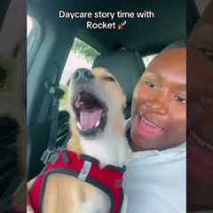 Dramatic Dog Asked How Daycare Went