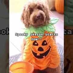 It's Officially Spooky Season!