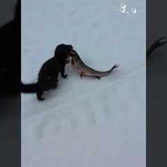 These animals need to go to DETENTION! #Baddies #Funny #Pets