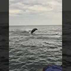 Amazing Dolphins Swim Alongside Tour Boat