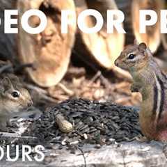 Sunday Morning Brunch for Hungry Squirrels and Chipmunks - 10 Hour Cat TV for Pets - Oct 05, 2025