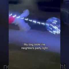 My Dog Ran Off with My Neighbor's Party Lights 😅