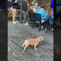 Crowd Cheers Bulldog As He Plays With Balloon