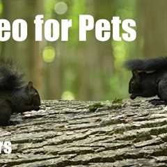 Cat TV for Pets and People to Watch 🐱 - 10 Hours of Beautiful Animals in the Forest - Oct 06, 2025