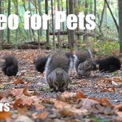 A Scurry of Squirrels and Forest Friends in Fall - 10 Hour Cat TV for Pets 🐱 - Oct 07, 2025