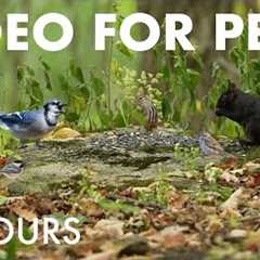 Blue Jays, Squirrels and Forest Friends in Fall - 10 Hour Cat TV for Pets to Watch 🐱 - Oct 10, 2025