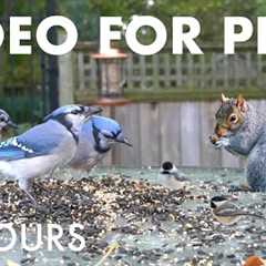 Video for Pets and People - 10 hours of Beautiful Backyard Birds and Squirrels - Oct 09, 2025
