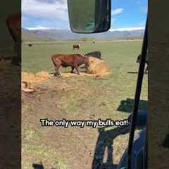 Bulls Play Soccer With Bales Of Hay 🐂🤣