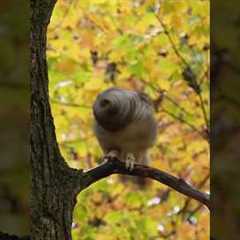 Shake It Off (owl edition) #cattv #handsomenature