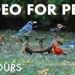 Saturday Morning Cartoons for Pets - 10 Hours of Backyard Bliss for Birds - Oct 11, 2025