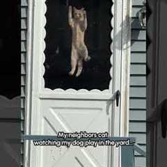 What dat dog doin'?! 😹