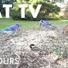 Rabbits, Squirrels and Beautiful Birds - 10 Hour Cat TV for Pets to Watch 🐱 - Oct 12, 2025