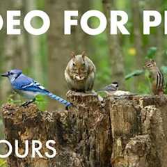 Blue Jays, Chipmunks and Squirrels in the Forest - 10 Hour Cat TV for Pets to Watch - Oct 08, 2025
