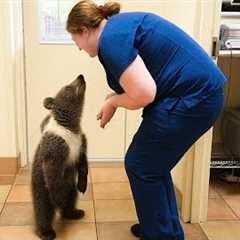 When Animals Who Totally Distract Vets During Checkups! 🤣 Funny Animal Reaction!