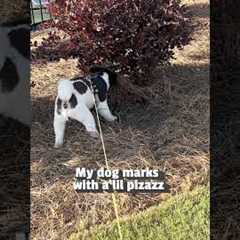 My Puppy Pees in Style