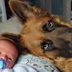 German Shepherd Dogs Protecting Babies and Raising Them Like His Own ❤️
