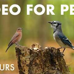 Relaxing Video for Pets and People - 10 Hours of Forest Animals in the Fall - Oct 14, 2025