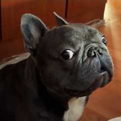 French Bulldogs Can't Stop Being Dramatic 🤣 Funny Dog Videos 2025